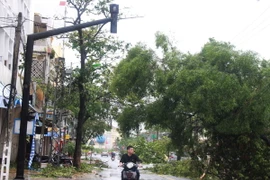 Nhiều cây cố bị đổ do bão số 12 gây ra tại thành phố Nha Trang. (Ảnh: Phan Sáu/TTXVN)