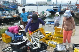 Ngư dân vận chuyển hải sản lên cảng Thọ Quang (Đà Nẵng) đi tiêu thụ. (Ảnh: Đinh Văn Nhiều/TTXVN)