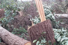 (Ảnh minh họa: Anh Dũng/TTXVN)