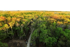Rú Chá là khu rừng ngập mặn nguyên sinh quý hiếm còn lại trên phá Tam Giang, thuộc xã Hương Phong, thị xã Hương Trà (tỉnh Thừa Thiên-Huế). (Ảnh: Hồ Cầu/TTXVN)