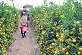 Hưng Yên: Quất cảnh Văn Giang được công nhận nhãn hiệu tập thể