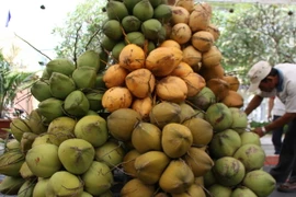 Bến Tre khai mạc công trình nghệ thuật sắp đặt "Không gian dừa”