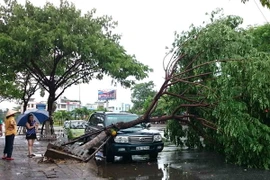 Cây xanh ngã đỗ đè lên ôtô tại đường Nguyễn Tri Phương (Đà Nẵng) do ảnh hưởng cơn bão số 3. (Ảnh: Trần Lê Lâm/TTXVN) 