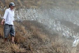 Phát hiện đàn vịt nuôi bị nhiễm virus cúm H5N1 ở Ninh Thuận 