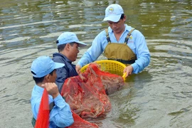 Thu hoạch tôm nuôi trong nhà kính ở Bạc Liêu. (Ảnh: Thanh Liêm/TTXVN)