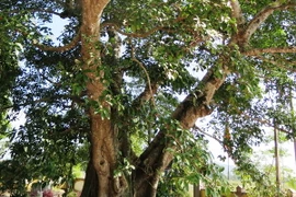 Cây Đa tại xã Hộ Độ, Hà Tĩnh được công nhận là “Cây Di tích lịch sử văn hóa Việt Nam”. (Ảnh: Phan Quân/TTXVN) 