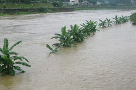 Lũ bất thường ở Quảng Trị, nhiều diện tích hoa màu bị ngập