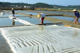 Diêm dân Bến Tre thiêt hại hàng trăm hécta muối vì mưa trái mùa