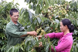 Nông dân tỉnh Lâm Đồng dốc sức chống khô hạn cho cây càphê