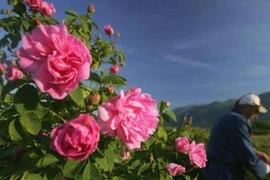 Thú vị quy trình tinh chế dầu hoa hồng nổi tiếng của Bulgaria