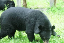 Bảo tàng Thiên nhiên Việt Nam sẽ được xây dựng tại Hà Nội