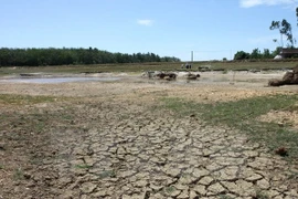 Cà Mau thiệt hại hàng chục tỷ đồng vì hạn hán và xâm nhập mặn