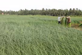Trồng cói trên đất nhiễm phèn giúp tăng thu nhập cho người dân 