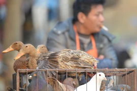 Trung Quốc phát hiện thêm 6 ca nhiễm virus cúm gia cầm H7N9 