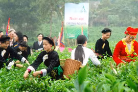 Cây chè Thái Nguyên khẳng định vị thế cây đặc sản làm giàu 