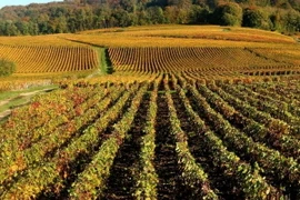 Các đồi nho xung quanh thị trấn Épernay được công nhận là di sản văn hóa thế giới. (Nguồn: AFP) 