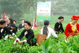 Cây chè Thái Nguyên khẳng định vị thế cây đặc sản làm giàu 