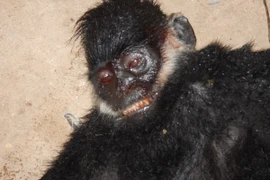 Khởi tố vụ án vi phạm quy định bảo vệ động vật quý hiếm 