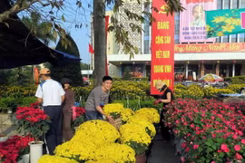 Tràn ngập những sắc màu rực rỡ ngày Xuân ở chợ hoa Cố đô Huế