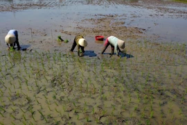 (Ảnh minh họa: Minh Đức/TTXVN)