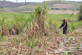 Hàng nghìn người dân có thu nhập khá từ việc chặt, bốc mía trước tình trạng không có việc làm do ảnh hưởng của dịch COVID-19 tại Gia Lai. (Ảnh: Hồng Điệp/TTXVN)