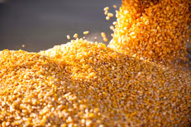 Trung Quốc giữ nguyên các mức thuế chống bán phá giá đối với DDGS từ Mỹ. (Ảnh: MNCorn)