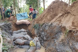 Ảnh minh họa. (Nguồn: Công Mạo/TTXVN)