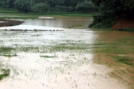 Mưa lũ gây ngập úng lúa và hoa màu ở xã Thắng Quân, huyện Yên Sơn, Tuyên Quang. (Ảnh: Quang Đán/TTXVN)