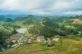 Mùa hoa tam giác mạch trên cao nguyên đá Đồng Văn. (Ảnh: Thanh Hà/TTXVN)