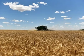 Một tổ hợp thu hoạch lúa mỳ ở Oklahoma của Mỹ. (Nguồn: Reuters)