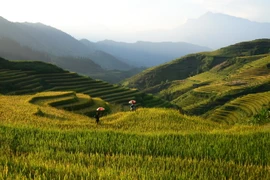 Những thửa ruộng bậc Sa Pa tuyệt đẹp dần chuyển mình từ xanh sang vàng. (Ảnh: Quốc Khánh/TTXVN)