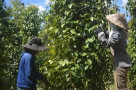 Hồ tiêu Đắk Nông có chỉ dẫn địa lý giúp người dân, doanh nghiệp nắm bắt, nâng tầm giá trị sản phẩm. (Ảnh: TTXVN phát)