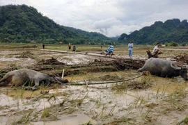 Mưa lớn khiến nhiều gia súc của người dân thị trấn Lăng Can, tỉnh Tuyên Quang, bị chết do lũ quấn trôi. (Ảnh: TTXVN phát)