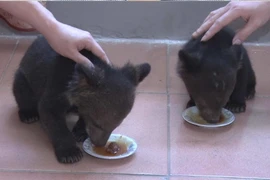 Đối tượng và hai cá thể gấu ngựa tại cơ quan điều tra. (Ảnh: TTXVN phát)