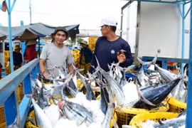 Ngư dân phường Đông Hải, thành phố Phan Rang-Tháp Chàm, tỉnh Ninh Thuận trúng mùa cá ngừ. (Ảnh: Công Thử/TTXVN)