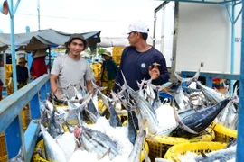 Ngư dân phường Đông Hải, thành phố Phan Rang-Tháp Chàm, tỉnh Ninh Thuận trúng mùa cá ngừ. (Ảnh: Công Thử/TTXVN)