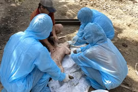 Cán bộ Chi cục Thú y vùng IV lấy mẫu máu lợn bệnh sau khi tiêm vaccine phòng dịch tả lợn Châu Phi của một hộ dân tại thôn Định Thành, xã Hòa Định Động, huyện Phú Hòa, tỉnh Phú Yên. (Ảnh: Tường Quân/TTXVN)