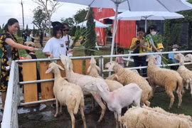 Du khách thích thú cho cừu ăn khu du lịch càphê Trang trại Cừu, xã Vĩnh Trạch, thành phố Bạc Liêu. (Ảnh: Tuấn Kiệt/TTXVN)