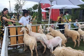 Du khách thích thú cho cừu ăn khu du lịch càphê Trang trại Cừu, xã Vĩnh Trạch, thành phố Bạc Liêu. (Ảnh: Tuấn Kiệt/TTXVN)