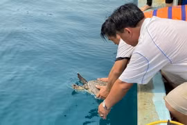 Đồi mồi được thả về biển thuộc Bãi Dứa, xã Nhơn Lý, thành phố Quy Nhơn, tỉnh Bình Định. (Ảnh: Tường Quân/TTXVN)