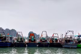 Hàng loạt tàu đánh bắt cá tại Quảng Ninh không dám ra khơi vì giá dầu tăng, đội chi phí cao, thua lỗ sau các chuyến biển. (Ảnh: Thanh Vân/TTXVN)