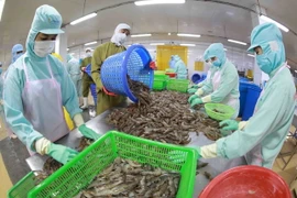 Chế biến tôm đông lạnh xuất khẩu tại nhà máy của Công ty Thủy sản Minh Phú Hậu Giang, tỉnh Hậu Giang. (Ảnh: Vũ Sinh/TTXVN)