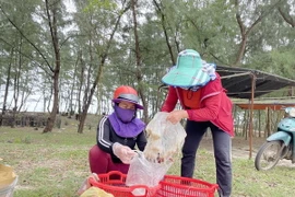 Sứa được xem như là một loại đặc sản ở Quảng Trị bởi có thể chế biến nhiều món ăn khác nhau nên được tiêu thụ rất nhanh. (Ảnh: Thanh Thủy/TTXVN)