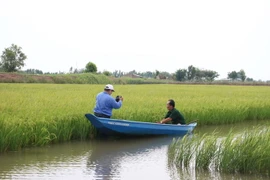  Mô hình luân canh tôm-lúa của thành viên Hợp tác xã Lúa tôm Thạnh Phú, tỉnh Bến Tre. (Ảnh: Công Trí/TTXVN)