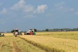 Thu hoạch lúa vụ Đông Xuân. (Ảnh: Hoàng Nhị/TTXVN)