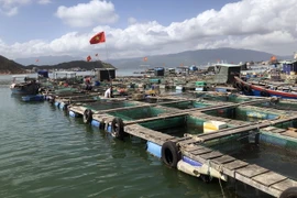 Lồng nuôi cá. (Ảnh: Nguyên Linh/TTXVN)