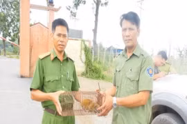 Hạt kiểm lâm Đồng Phú tiế nhận cá thể Cu Li quý hiếm. (Ảnh: TTXVN phát)