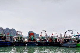 Hàng loạt tàu đánh bắt cá tại Quảng Ninh không dám ra khơi vì giá dầu tăng, đội chi phí cao, thua lỗ sau các chuyến biển. (Ảnh: Thanh Vân/TTXVN)