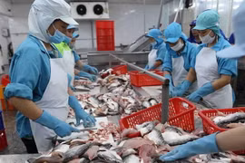 Công ty TNHH Công nghiệp Thủy sản Miền Nam ở khu Công nghiệp Trà Nóc, thành phố Cần Thơ, chế biến xuất khẩu cá tra đông lạnh sang nhiều thị trường, trong đó có Mexico. (Ảnh: Vũ Sinh/TTXVN)