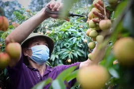 Chăm sóc vải chín sớm xuất khẩu. (Ảnh: Danh Lam/TTXVN)